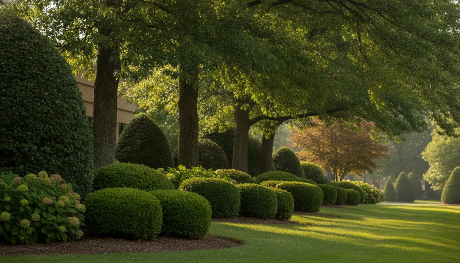 A healthy mature shade-tree canopy and well-shaped ornamental shrubs on a managed commercial property, dappled sunlight through deep-green leaves